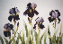 Five Irises